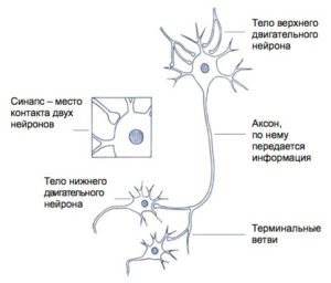 neurons1