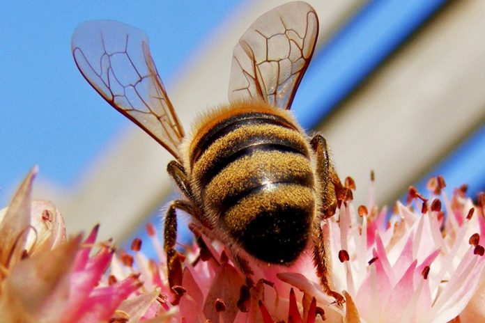 Foto-als-info-alsuntangled-Bee-venom