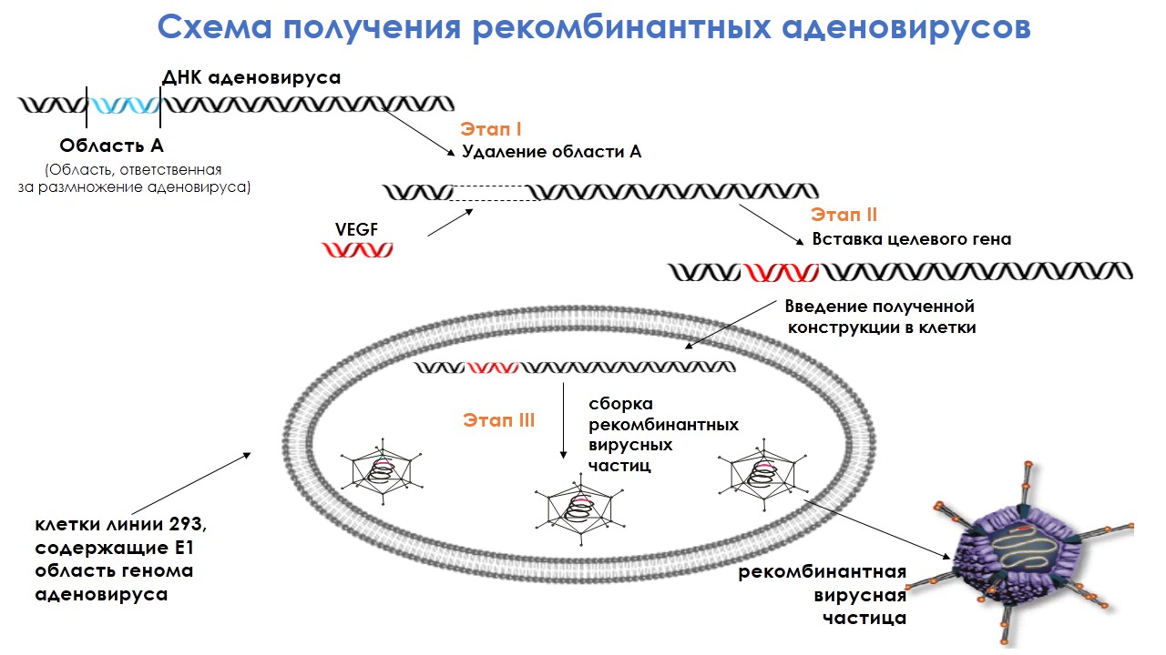 Схема строения аденовируса